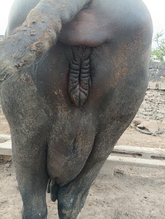 ભેંસ વેચવાની છે કોલીખડા પોરબંદર