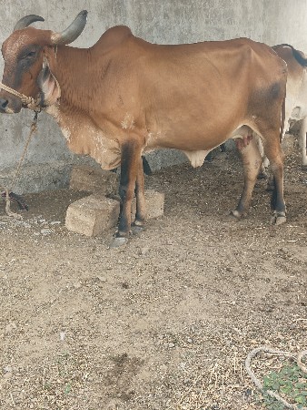 ગાય બે વેચવાનિછે