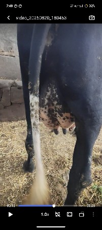 ગાય વેચવાની છે