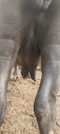 ભેશ વેશવાની શે