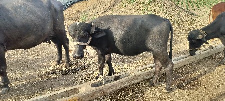 બે ખડેલી
