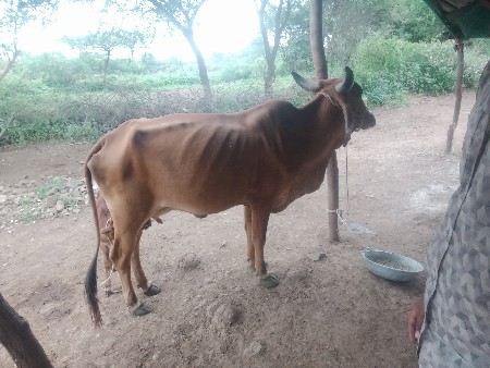 ગાય વેસવાની સે .... બીજુ વેતર