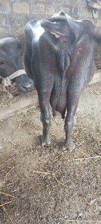 3 વળતર ભess  હે