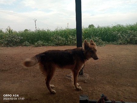 જર્મન કૂતરી સે