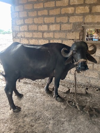 બે ભેંસો વેચવાની છે