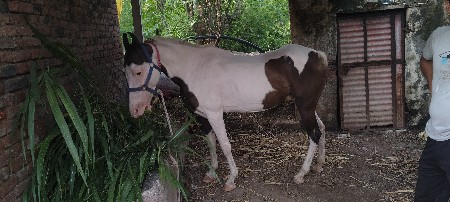 ઘોડી વેચવા ની છે