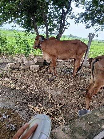 ઓરીજનલ ગિર ગાય