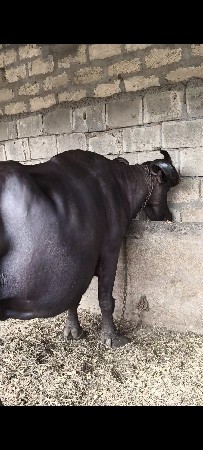 મો 8469891568