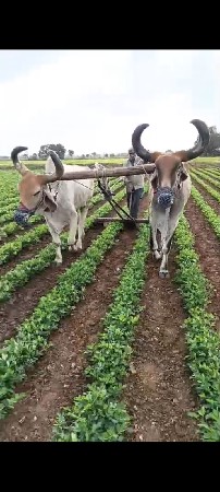 બળદ વેચવાના છે
