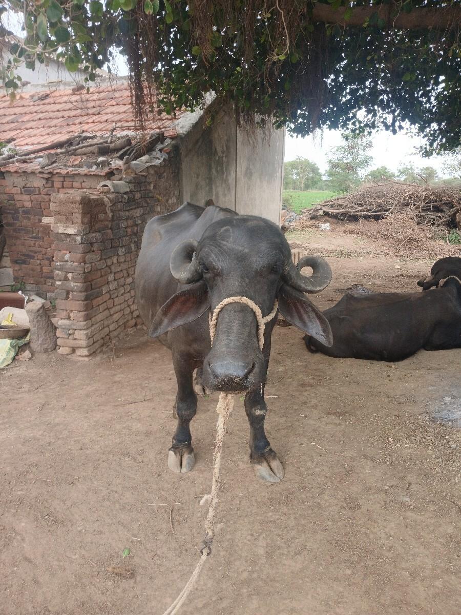 2મહીના કાચી છે