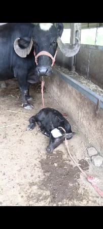 જાફરાબાદી ભેંસ વેસાવ છે