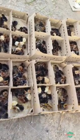 દેશી સોનાલી બચ્ચા
ઓર્ડર ઉપર મળી જશ