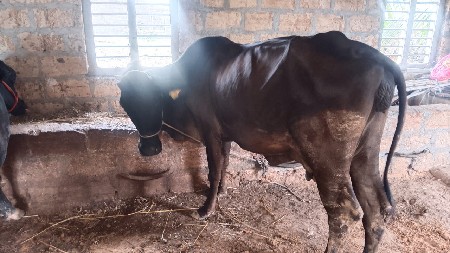 ગીર ક્રોસ.ગાય .વેચવાની છે