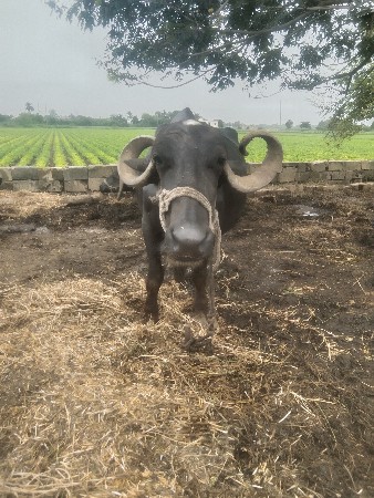 ભેસવેશવાનિછે.