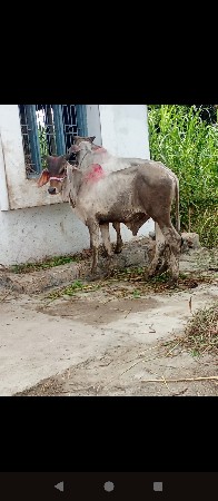 વઢીયારાવાશડાવેશવાનાછે