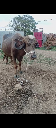 bhes vechvani che