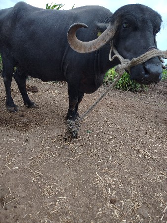 ભેંસ