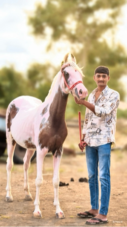 વસેરી