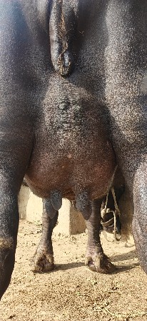 વેચવાની છે