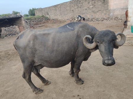 આ ભેંસ વેસ્વની છે