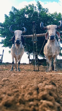 બે બળદ  વેચવાના છે