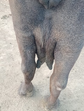 આભેસવેસવાનીછે