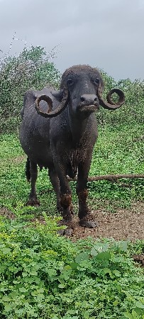 ભેંશ વેશવાની છે