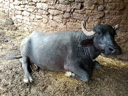 ભેંસ વેચવાની સે