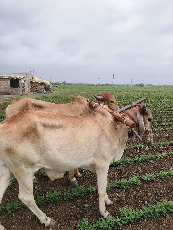 બળદ વેચવાના છે