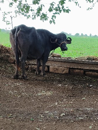 ભેંશ વેચવાની છે