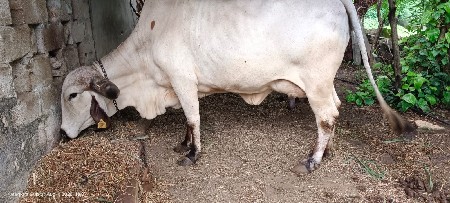 લીલડી ગીર ગાય વેચવાની છે