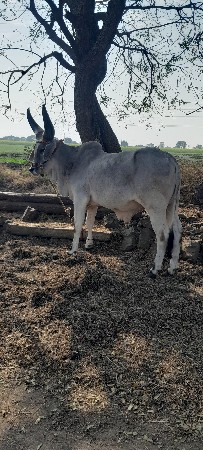 ગોઢલા વેચવાના છે.