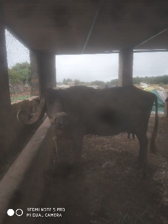 ભેસ પાડો પાડી તણ ઢોર વેચવાનાસે