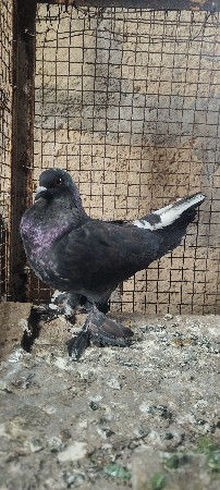 ગુલાટીઓ જોટો