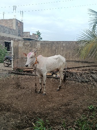 खोंड