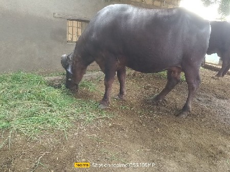 ઘરાવે ભેશ ૩ લીટર દૂધ