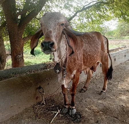 ગાય વેચવાની છે.