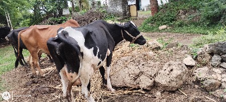 ગાય વેચવાની છે