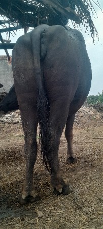 ભેંસ ખરેલું વેચવાનું છે