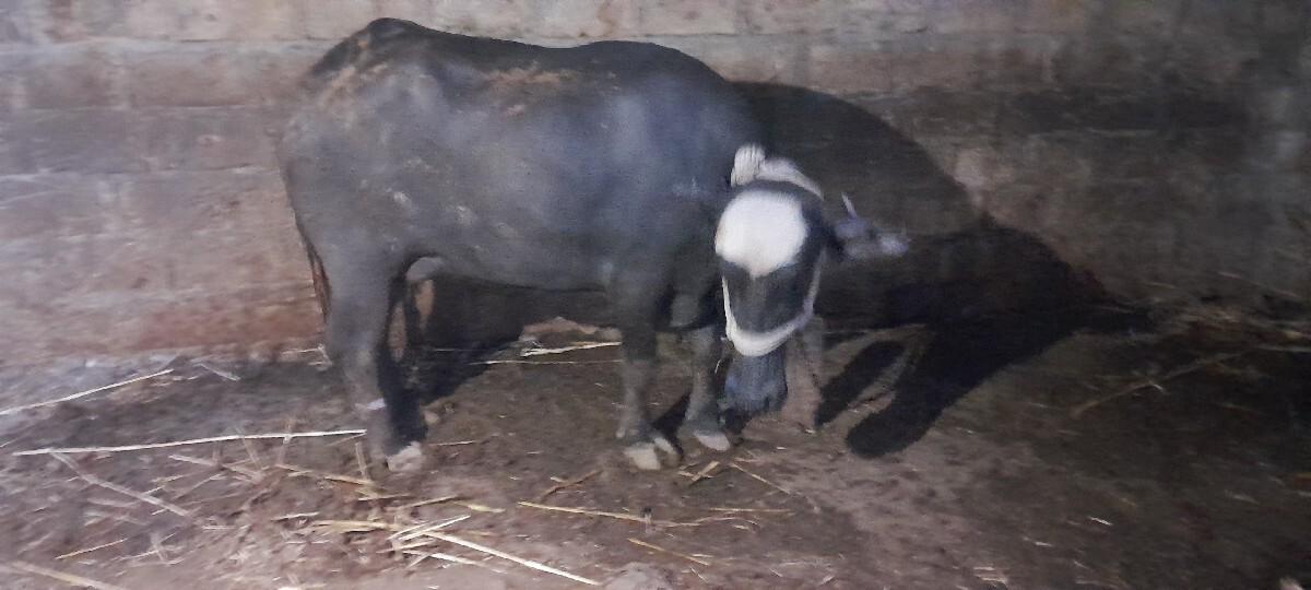 પેલુ વેતર