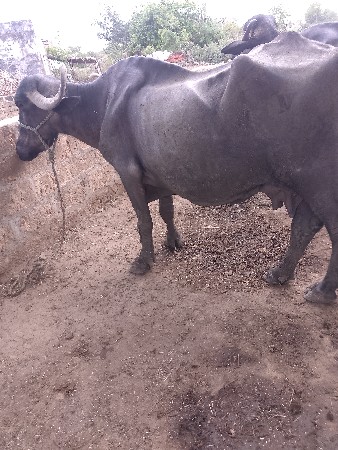 ભેંસ વેચવાની છે