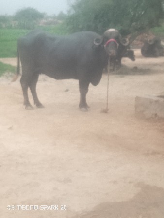 પેલવેટ્રી 10 મહિનો બેઠો