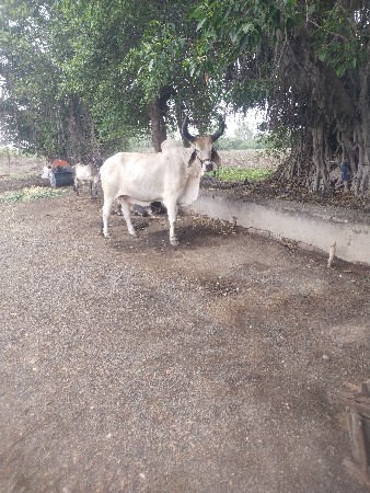 બળદ વેચવાનો છે
