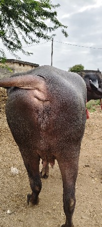 ભેસ