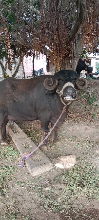 ભેંસ વેચવાની છે