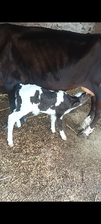 ગાય વેચવા નિ છે