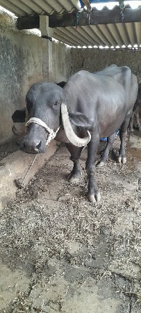 એક ભેંસ ખાડેલી છે