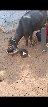 ભેસ
