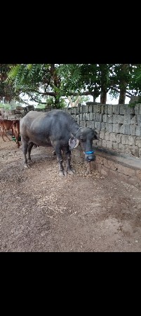 વેસવાની