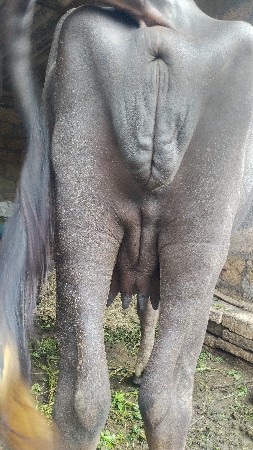 ભેંસ વેસવાની સે પેલુ વેતર